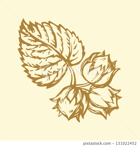 Hazelnut. Vector drawing 131022452
