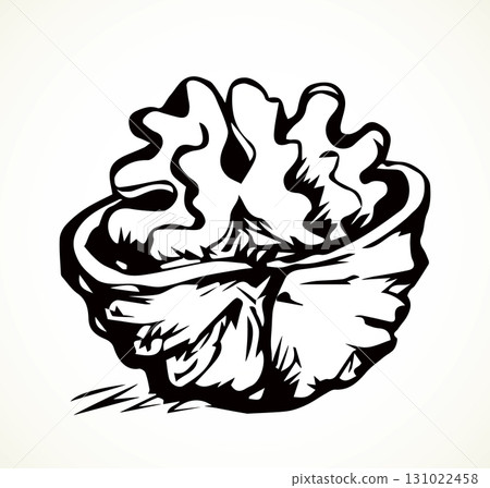 Broken walnut kernel. Vector drawing Broken walnut kernel. Vector drawing 131022458