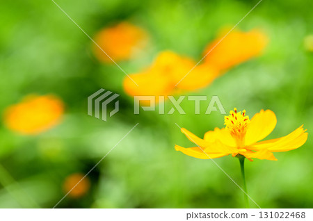 秋天的櫻花 秋天的櫻花 131022468