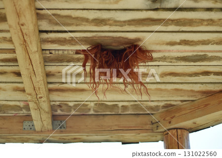 Red hair of a woman sticking out through a gap in a wooden ceiling 131022560