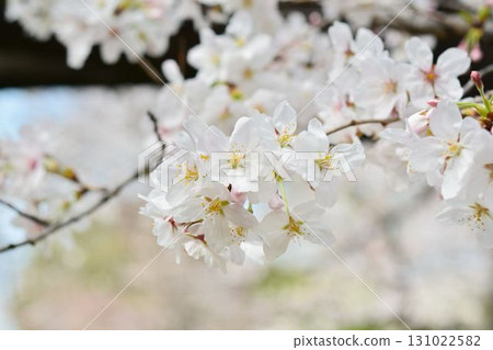 櫻花(千鳥淵綠道、皇居) 櫻花(千鳥淵綠道、皇居) 131022582