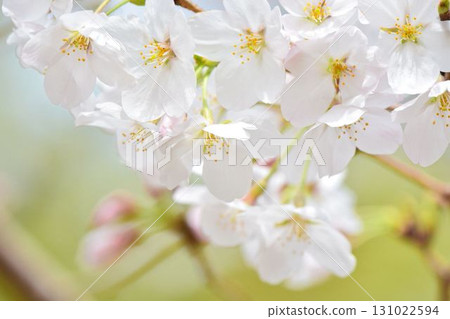 櫻花(千鳥淵綠道、皇居) 櫻花(千鳥淵綠道、皇居) 131022594