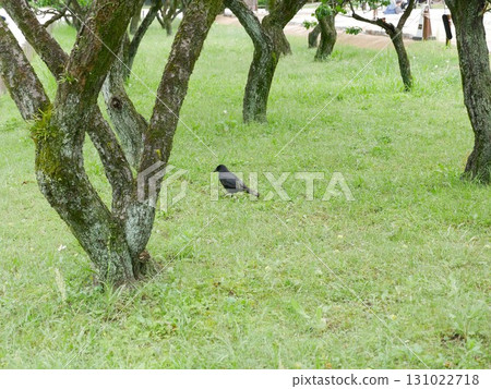 Crow 07 Crow 07 131022718