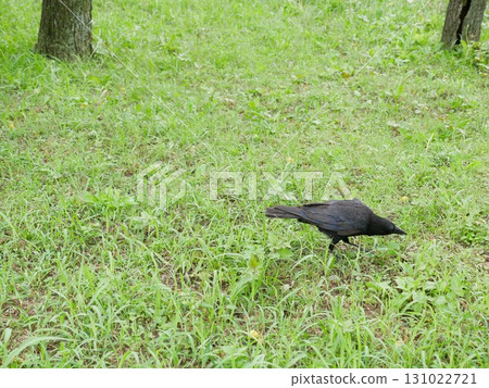 Crow 04 131022721