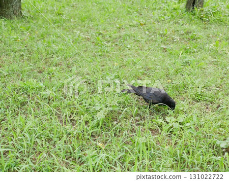 Crow 03 Crow 03 131022722