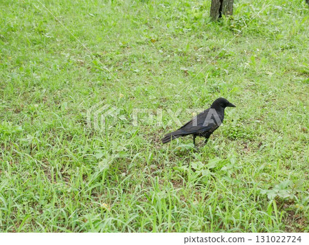 烏鴉01 131022724