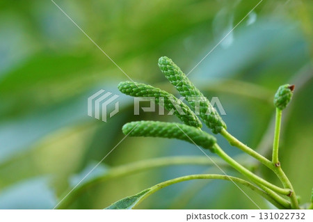 榿木雄花蕾 榿木雄花蕾 131022732