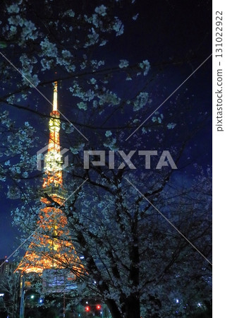 Cherry blossoms in full bloom and illuminated Tokyo Tower 131022922