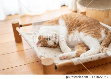 貓咪躺著放鬆 棕色虎斑和白色 貓咪躺著放鬆 棕色虎斑和白色 131022937