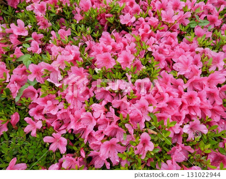 杜鵑花03 杜鵑花03 131022944