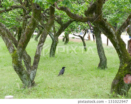 Crow 10 Crow 10 131022947