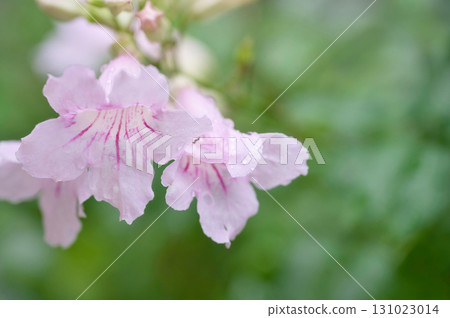 Pale pink Trumpet Creeper flowers Pale pink Trumpet Creeper flowers 131023014