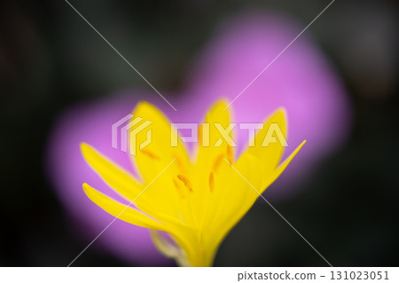 黃色花朵和紫色背景 - 顏色對比 131023051