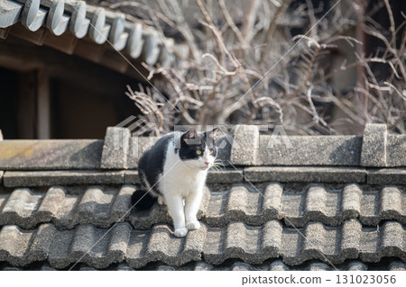 Cute black and white cat relaxing on the roof Cute black and white cat relaxing on the roof 131023056