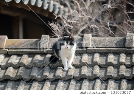 Cute black and white cat relaxing on the roof 131023057