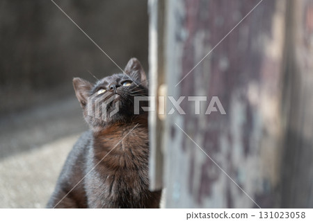 Cute kitten gazing from the shadows Cute kitten gazing from the shadows 131023058