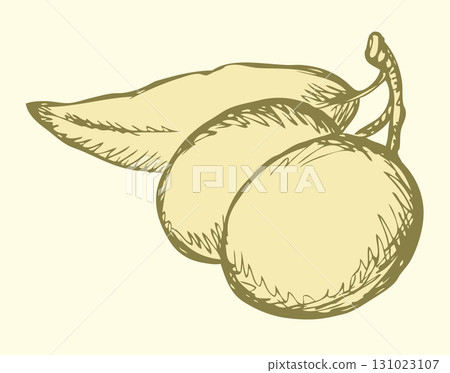Vector outline. Olive Vector outline. Olive 131023107