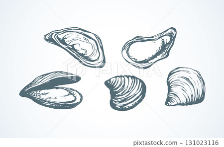 Oyster. Vector drawing Oyster. Vector drawing 131023116