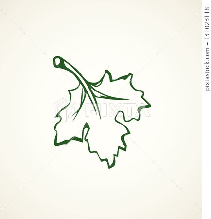 Parsley. Vector drawing Parsley. Vector drawing 131023118