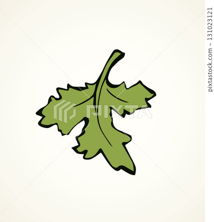 Parsley. Vector drawing 131023121