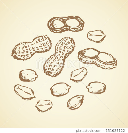 Peanut. Vector drawing 131023122