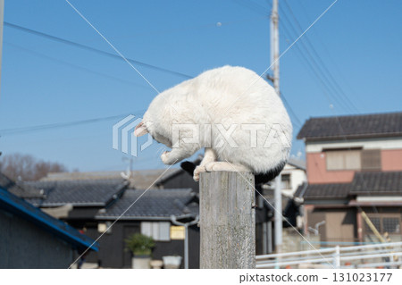 Cat sitting on a wooden stick 131023177
