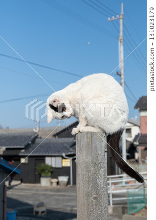 Cat sitting on a wooden stick Cat sitting on a wooden stick 131023179