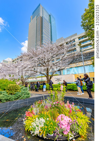 東京中城和東京港區赤坂的櫻花 131023315