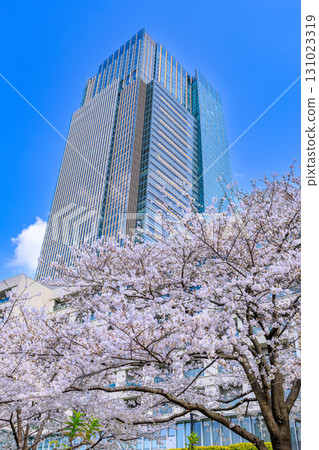 東京中城和東京港區赤坂的櫻花 131023319