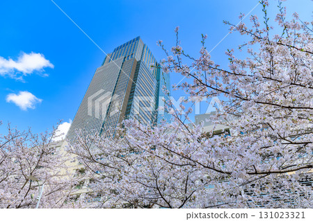東京中城和東京港區赤坂的櫻花 東京中城和東京港區赤坂的櫻花 131023321