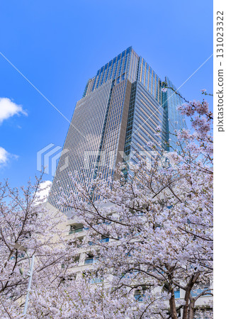 東京中城和東京港區赤坂的櫻花 131023322