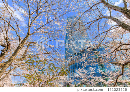 Tokyo Midtown and cherry blossoms in Akasaka, Minato Ward, Tokyo 131023326