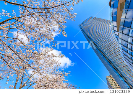 Tokyo Midtown and cherry blossoms in Akasaka, Minato Ward, Tokyo Tokyo Midtown and cherry blossoms in Akasaka, Minato Ward, Tokyo 131023329