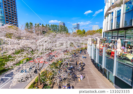 Tokyo Midtown and cherry blossoms in Akasaka, Minato Ward, Tokyo Tokyo Midtown and cherry blossoms in Akasaka, Minato Ward, Tokyo 131023335