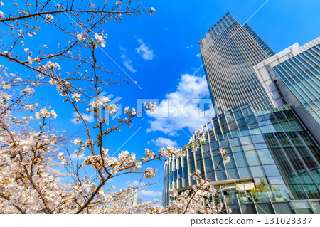 Tokyo Midtown and cherry blossoms in Akasaka, Minato Ward, Tokyo Tokyo Midtown and cherry blossoms in Akasaka, Minato Ward, Tokyo 131023337