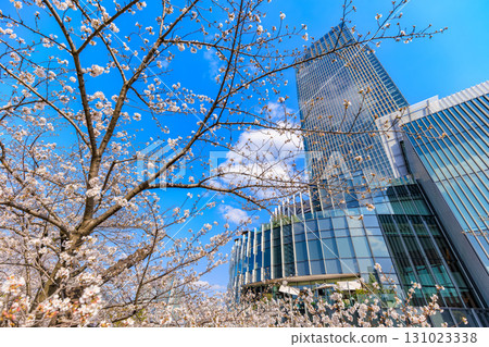 東京中城和東京港區赤坂的櫻花 131023338