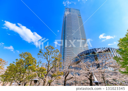 東京中城和東京港區赤坂的櫻花 131023345