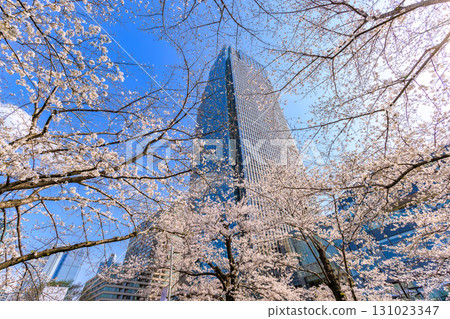 Tokyo Midtown and cherry blossoms in Akasaka, Minato Ward, Tokyo Tokyo Midtown and cherry blossoms in Akasaka, Minato Ward, Tokyo 131023347