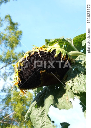 Sunflowers that have finished blooming, 2025 131023372