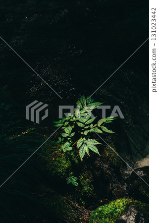 Light shining on green leaves in the shade 131023442