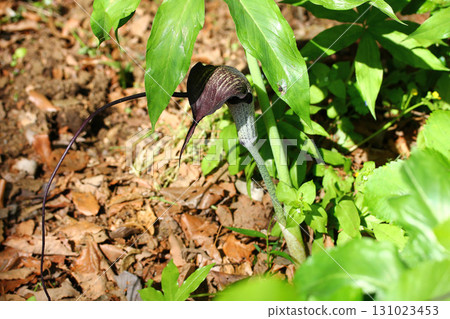 Arisaema blooming in the forest - a rare spring wildflower Arisaema blooming in the forest - a rare spring wildflower 131023453