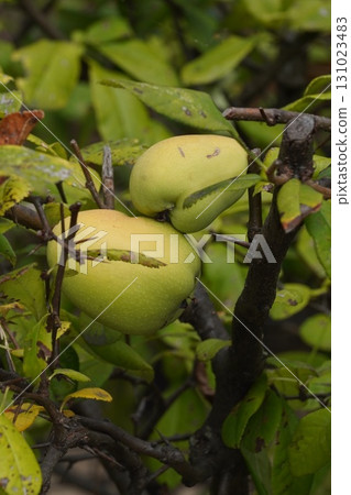 榅桲果實太大了，很難從花上想像出它的樣子。 2025 131023483