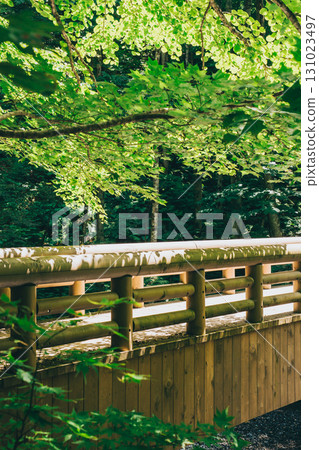 青森縣，奧入瀨溪谷，森林步道，陽光透過樹梢 131023497