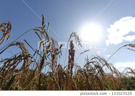 Ear of rice New rice Autumn Ear of rice New rice Autumn 131023528