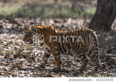 wild female bengal tiger or panthera tigris bold cute cub side profile walking or roaming alone on jungle trail in summer season safari at ranthambore national park forest reserve rajasthan india asia 131023530