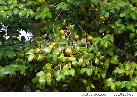 Camellia nuts Camellia nuts 131023565