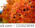 秋天的樹葉 131023699