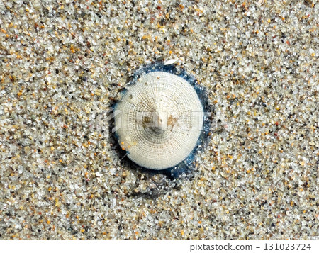 Porpita jellyfish washed up on the beach 131023724