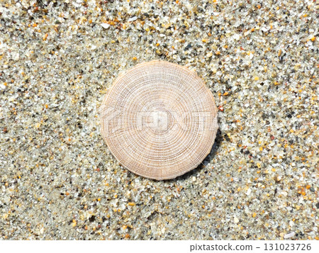 Porpita水母被沖上海灘 131023726