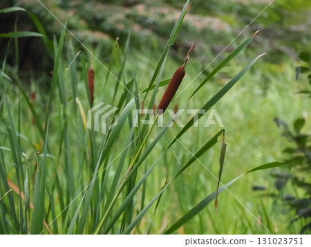 Gama的耳朵 Gama的耳朵 131023751